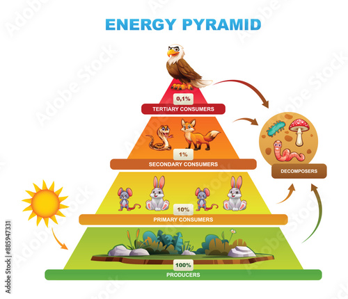 Energy pyramid showing energy transfer among trophic levels, producers, consumers, decomposers. Vector cartoon illustration