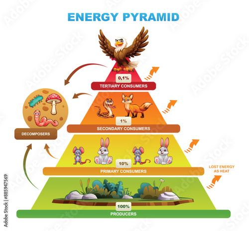 Energy pyramid demonstrating energy distribution across trophic levels, producers, decomposers. Vector cartoon illustration
