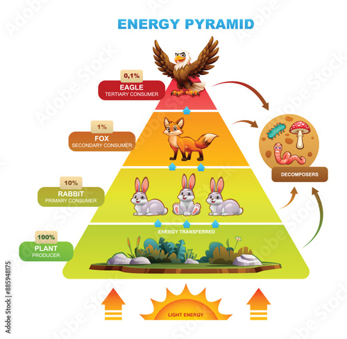 Energy pyramid showing energy transfer with eagle, fox, rabbit, plant. Vector cartoon illustration