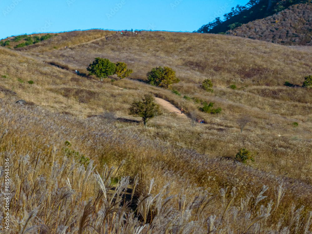 Obraz premium Flame Grass