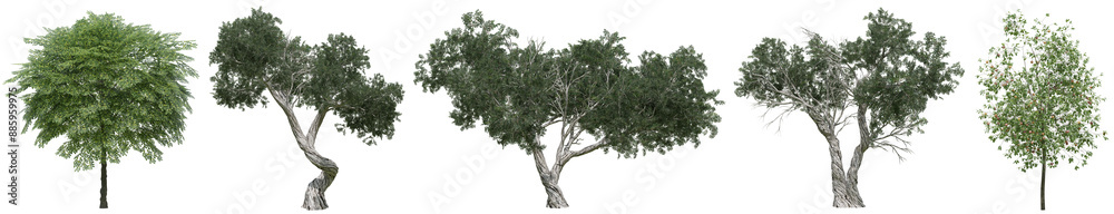 Collection of realistic large woods trees with isolated on transparent background. PNG file, 3D rendering illustration, Clip art and cut out Collection of realistic large woods trees with isolated on transparent background. PNG file, 3D rendering illustration, Clip art and cut out