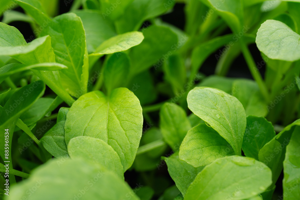 Growing Organic Seedlings Edible Plants and Vegetables with Beautiful Leaf Patterns, Non-toxic and Pesticide-free for a Healthier Lifestyle Growing Organic Seedlings Edible Plants and Vegetables with Beautiful Leaf Patterns, Non-toxic and Pesticide-free for a Healthier Lifestyle