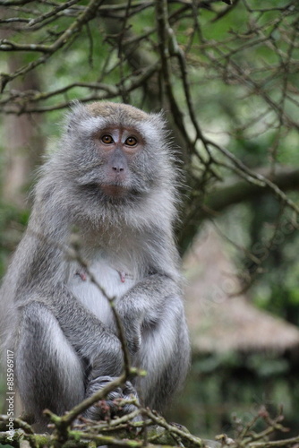 Grey fur monkey sitting on tree branch