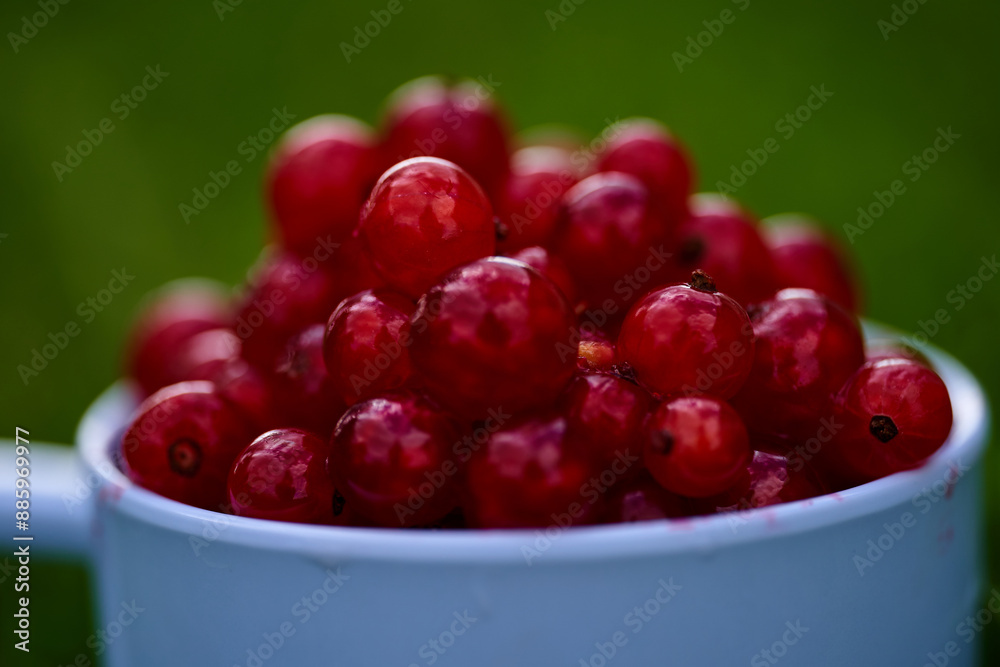 Red currant on green grass background in white cup Red currant on green grass background in white cup