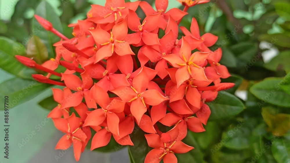 red ashoka flowers