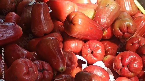 red Syzygium aqueum