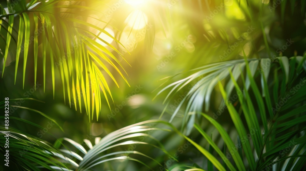Obraz premium Bright sunlight shining through lush tropical palm leaves, creating a vibrant and refreshing natural scene.