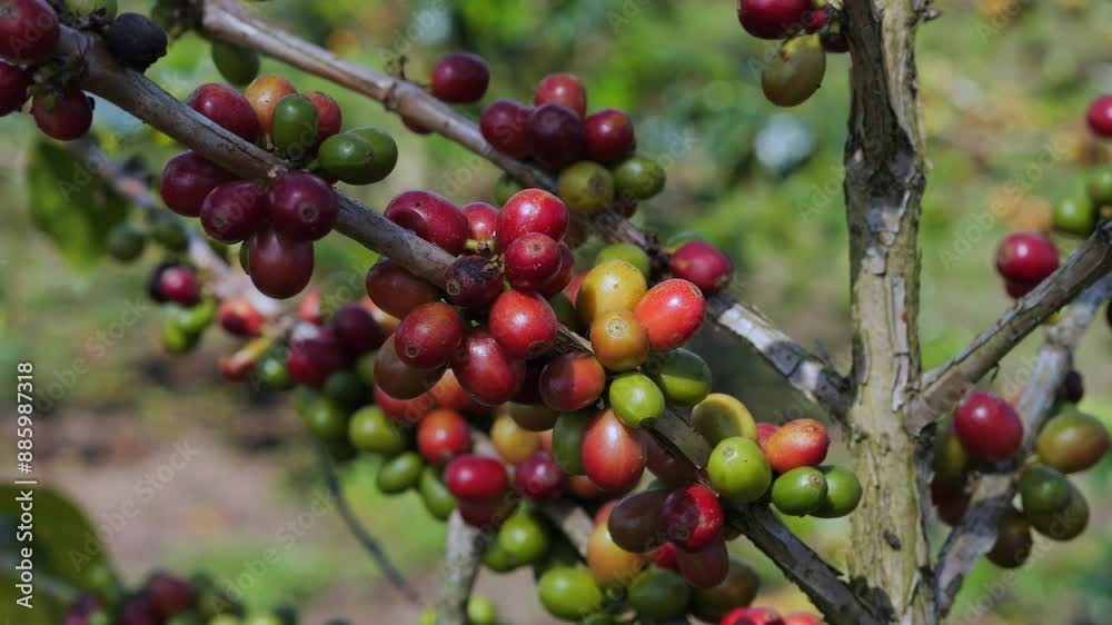Coffee farm at cloudy day in Indonesia, Bali island. High quality 4k footage Coffee farm at cloudy day in Indonesia, Bali island. High quality 4k footage