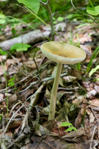 Mushroom(s) photo