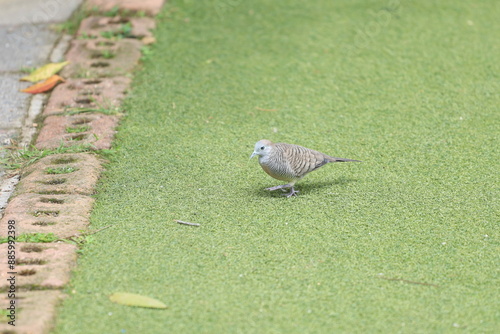 A small zebra dove stands on a patch of green grass near a brick-lined path. A few scattered leaves add a touch of natural detail to the serene outdoor scene.