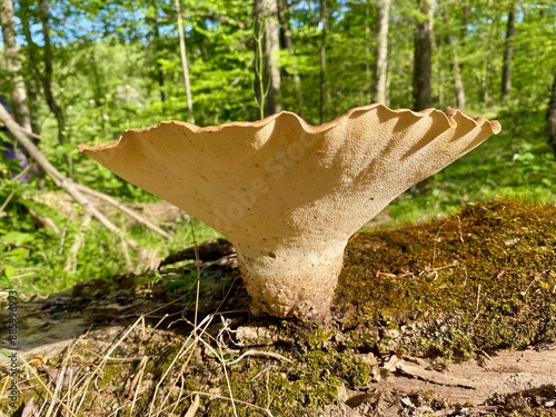 Mushroom(s) photo