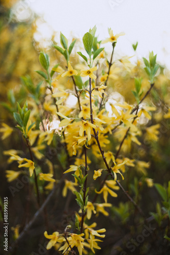 Yellow flowers close up 