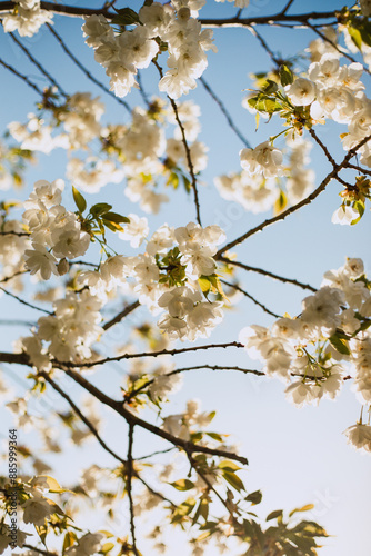 Apple blossom flowers on branches