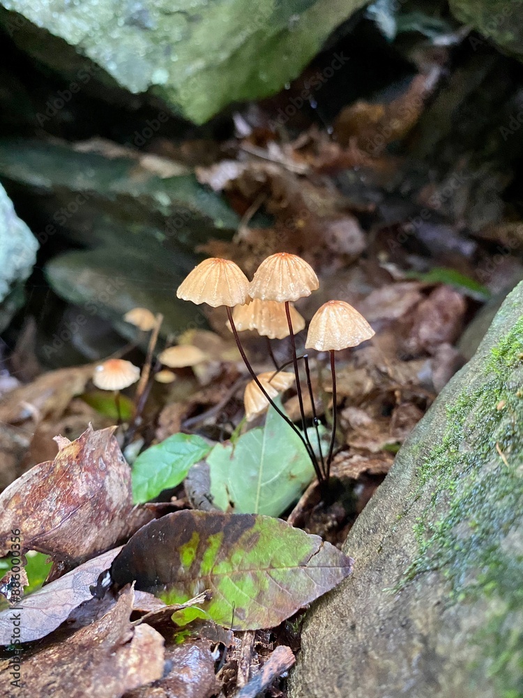 Mushroom(s) Mushroom(s)