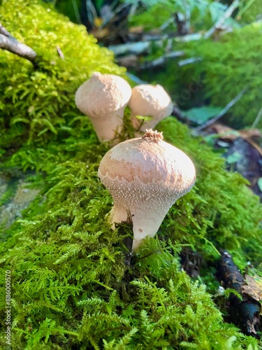 Mushroom(s) photo