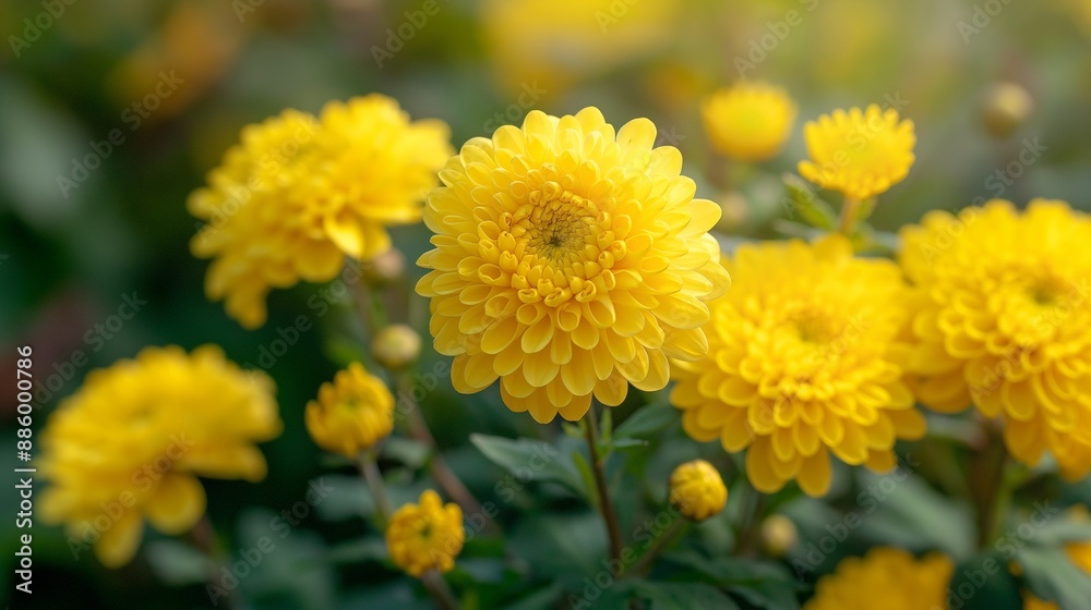 Close-up of yellow chrysanthemums with a green background. Perfect for sunny and bright designs. Close-up of yellow chrysanthemums with a green background. Perfect for sunny and bright designs.