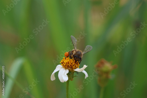 bee collecting pollen. Worker bees are searching for nectar in wild flowers makes the pollen of flowers stick to the body. and helps in pollinating