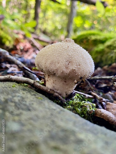 Mushroom(s) photo