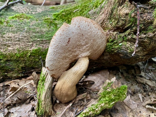 Mushroom(s) photo