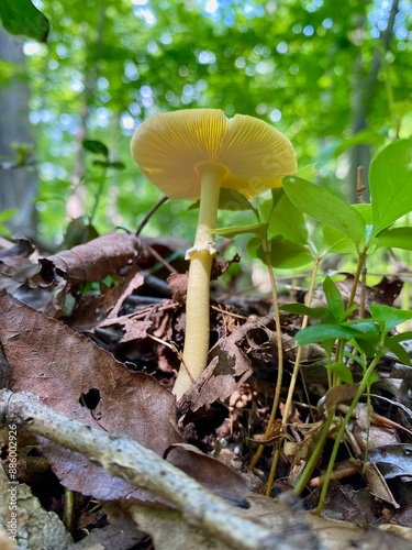 Mushroom(s) photo