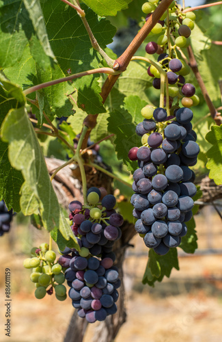 Wallpaper Mural Two clusters of wine grapes in a vineyard in eastern Washington on a beautiful late summer day_ Torontodigital.ca