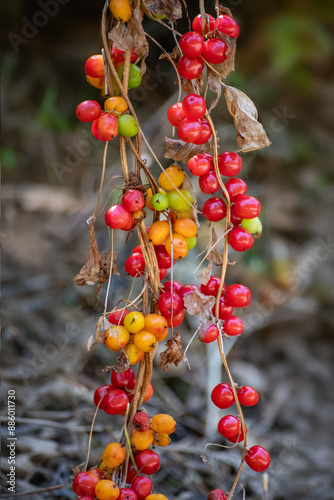 Red berries of Dioscorea communis, known as Black Bryony fruit. photo