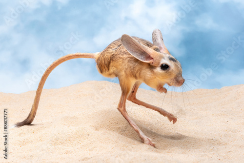 The Long-eared Jerboa (Euchoreutes naso) is hopping in the desert.
