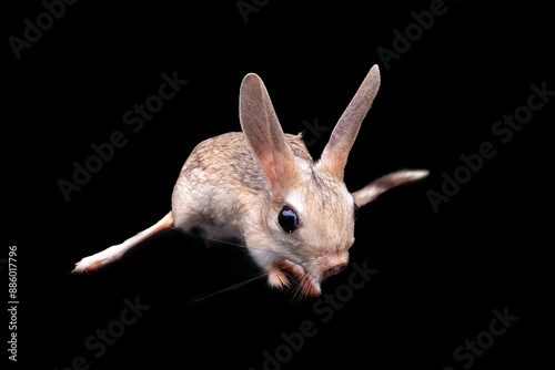 The Long-eared Jerboa (Euchoreutes naso) is native to Mongolia and China. photo