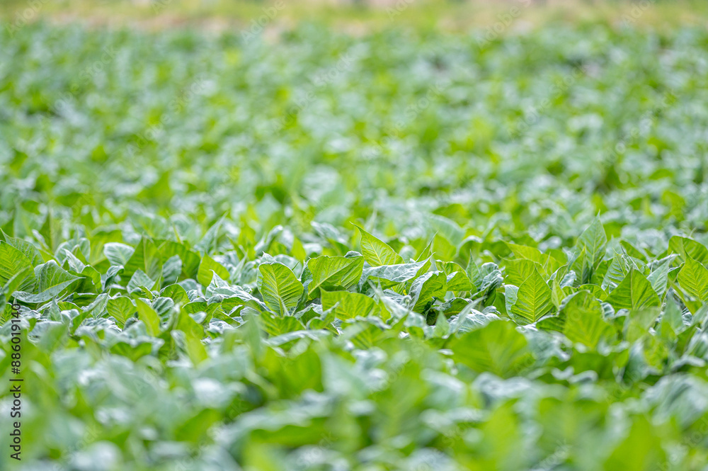 Tobacco plants in fields in summer in Andorra in the Pyrenees Tobacco plants in fields in summer in Andorra in the Pyrenees