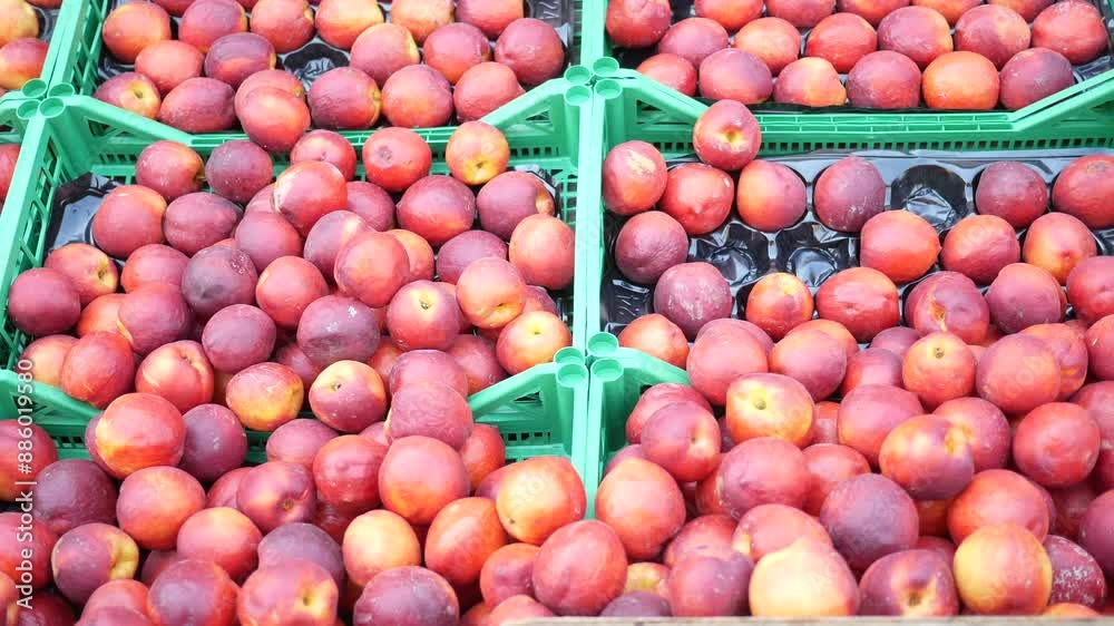 Come see the attractive presentation of fresh nectarines available for purchase in market crates Come see the attractive presentation of fresh nectarines available for purchase in market crates