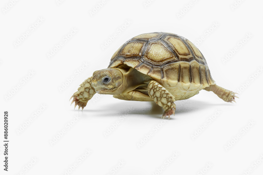 The Sulcata Tortoise or the African Spurred Tortoise (Centrochelys sulcata), is the third-largest species of tortoise in the world and and the largest mainland tortoise. The Sulcata Tortoise or the African Spurred Tortoise (Centrochelys sulcata), is the third-largest species of tortoise in the world and and the largest mainland tortoise.