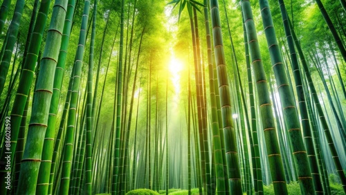Wallpaper Mural Green bamboo forest wallpaper with lush nature background, bamboo, wallpaper, green, forest, nature, background, vibrant Torontodigital.ca