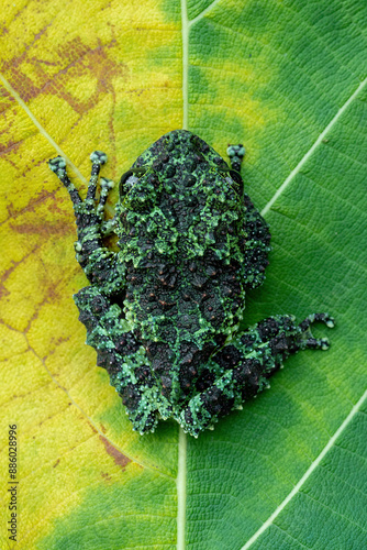 Vietnamese Mossy Frog (Theloderma corticale) or Tonkin Bug-eyed Frog is camouflaged on mossy wood. photo