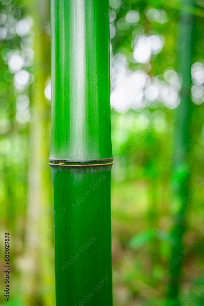 竹林の青竹 竹林の青竹