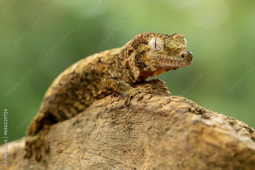 Chahoua Gecko (Mniarogekko chahoua) or Mossy Gecko is a species of gecko native to New Caledonia. Chahoua Gecko (Mniarogekko chahoua) or Mossy Gecko is a species of gecko native to New Caledonia.