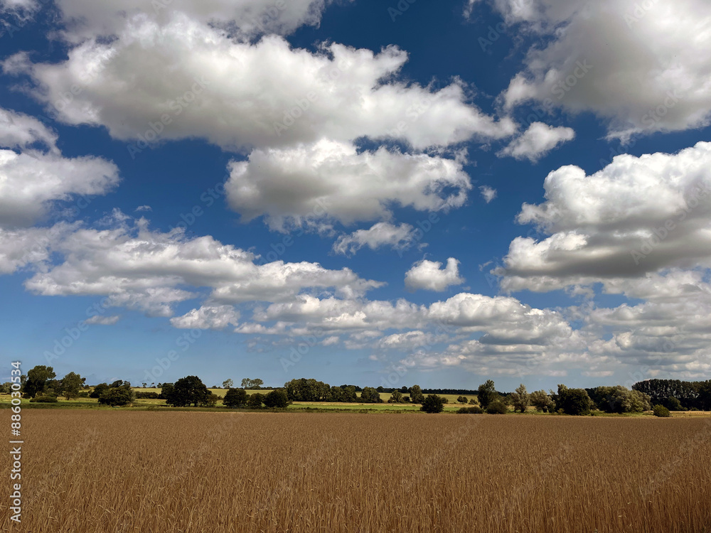 Fototapeta premium a summer scene of golden grain fields near Bad Doberan, close to Rostock in Mecklenburg-Vorpommern, under a sky filled with fluffy clouds