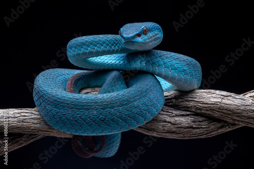 Blue White Lipped Pit Viper (Trimeresurus insularis) is a venomous pit viper found in Lesser Sunda Islands, Indonesia. photo