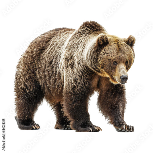 Wallpaper Mural Grizzly Bear Isolated on Transparent or White Background, PNG Torontodigital.ca