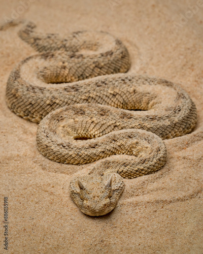 Cerastes cerastes, commonly known as the Saharan Horned Viper or Desert Horned Viper, is a venomous viper species found in the deserts of North Africa and parts of the Middle East. 