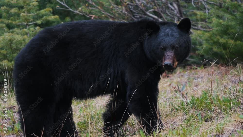 Big American Black Bear Portrait Endemic To North America, Yukon Territory, Canada. Close-up Shot Big American Black Bear Portrait Endemic To North America, Yukon Territory, Canada. Close-up Shot