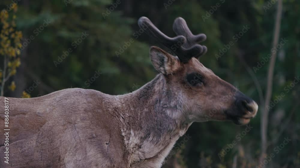 Reindeer Munching In The Wilderness Near Carcross, Yukon, Canada. Close-up Shot Reindeer Munching In The Wilderness Near Carcross, Yukon, Canada. Close-up Shot