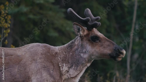 Reindeer Munching In The Wilderness Near Carcross, Yukon, Canada. Close-up Shot photo