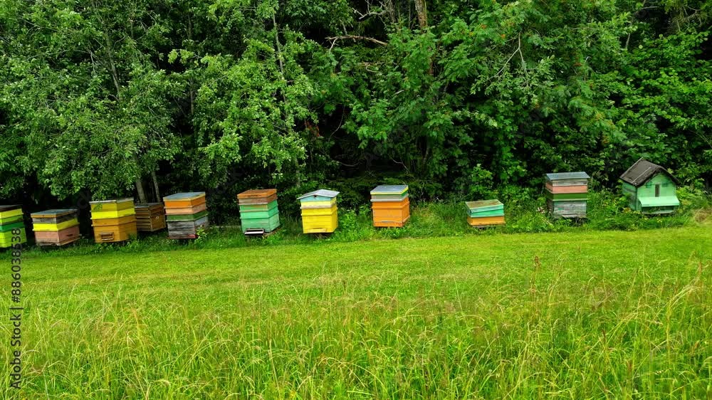 Beehives along a countryside field and forest, bees increase food production through pollination Beehives along a countryside field and forest, bees increase food production through pollination