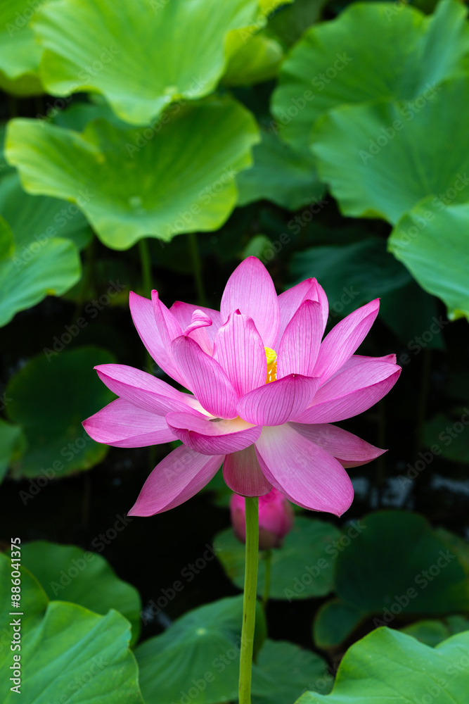 Beautiful lotus flower surrounded by lotus leaves blooming in a pond early in the morning. Beautiful lotus flower surrounded by lotus leaves blooming in a pond early in the morning.