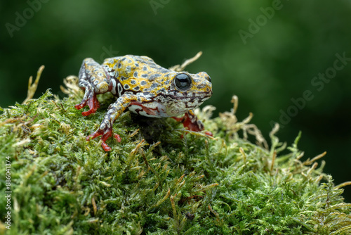 Painted Reed Frog (Hyperolius marmoratus) on mossy wood. photo