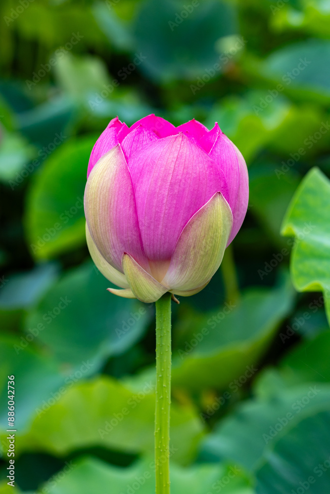 Beautiful ancient lotus flower buds blooming in the pond. Beautiful ancient lotus flower buds blooming in the pond.