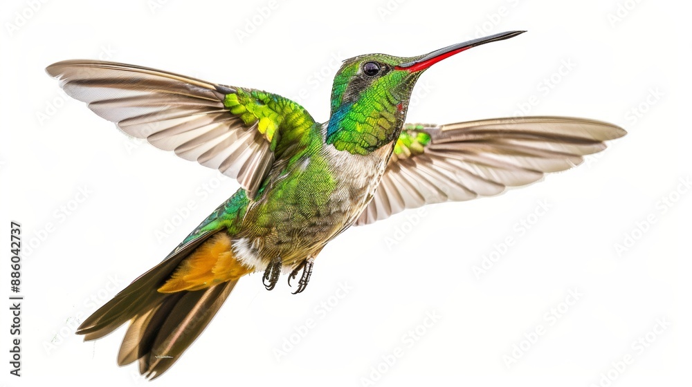 Obraz premium Broad billed hummingbird male. isolated on a white background.