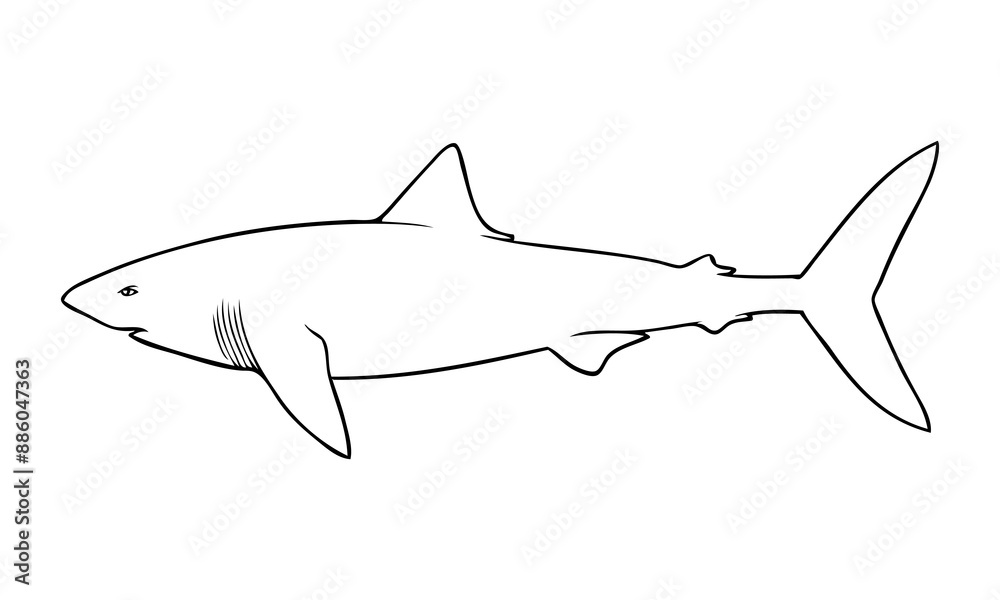 Obraz premium shark outline vector illustration