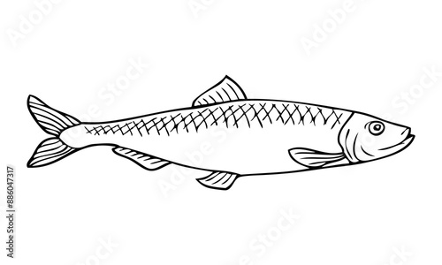 herring fish outline vector illustration