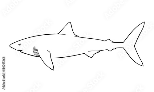 shark outline vector illustration